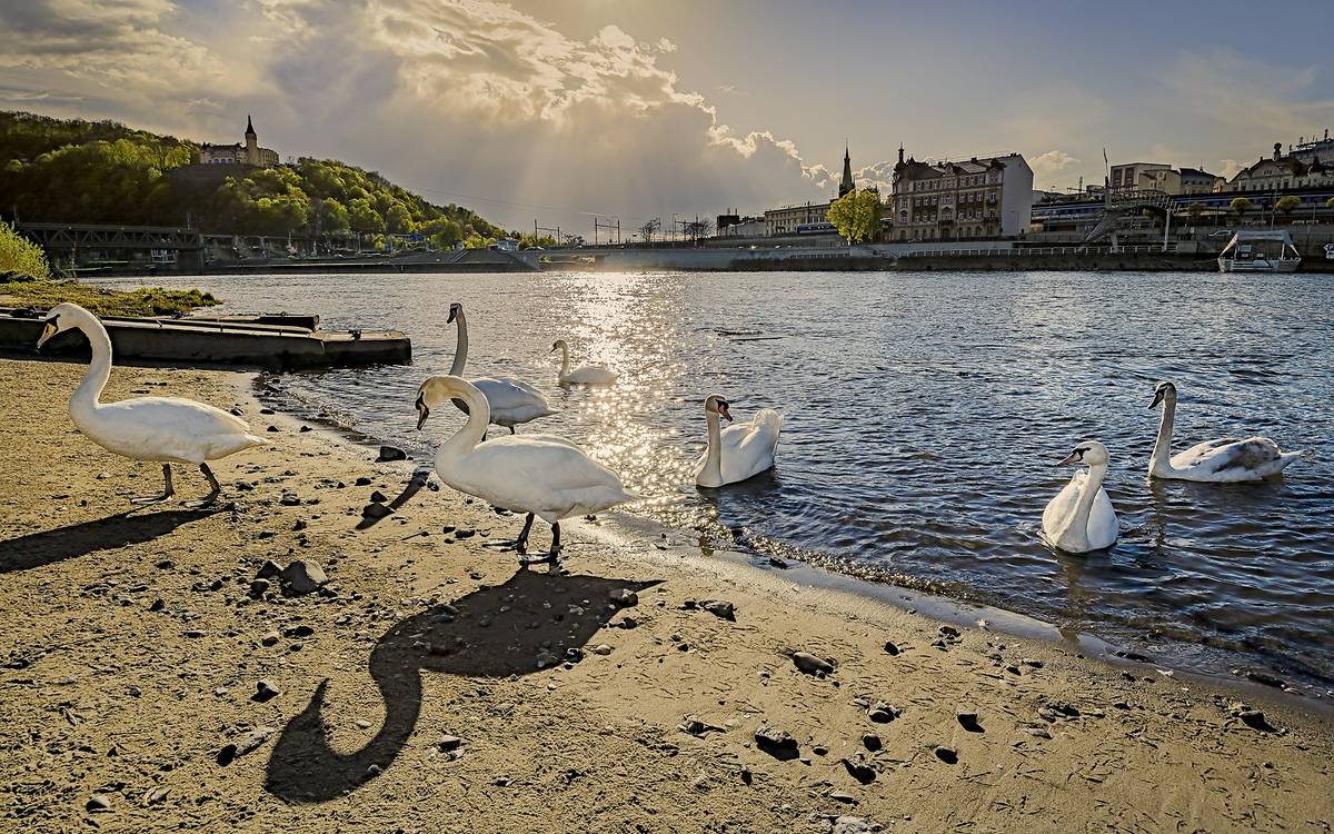 🥾 Zapojte se do soutěže Ústím cestou necestou a objevte známá i méně známí místa v Ústí a okolí   🌼 Soutěž TOP květinové Ústí je v plném proudu, ukažte svůj rozkvetlý balkón, terasu či předzahrádku a vyhrajte některou z úžasných cen.  🎟️ Zvýhodněný balíček vstupenek TicketPack Vám umožní navštívit pět vybraných turistických cílů s více než 40% slevou a zároveň využít další zajímavé bonusy.  🏊♀️ Na odpočinek a relax můžete vyrazit do plaveckého a volnočasového areálu Koupaliště Brná nebo do Plaveckého areálu Klíše. PÁTEK 17. 7.  ✅ Na mimořádnou prázdninovou prohlídku zámeckých komnat s princeznou zve Státní zámek Velké Březno ✅ Nenechte si ujít přípravné utkání FK Viagem Ústí nad Labem vs. FK Dukla Praha  ✅ V rámci akce Léto na střekovské náplavce zahraje v KOLOcafé eMZet duo ✅ Festival Celý léto na ulici, který pořádá Veřejný sál Hraničář, nabídne vystoupení kapely TASKENT a rappera Sgt. Murray s beatmakerem Kubake ✅ O večerní zábavu se v Café Max postará DJane REDITH SOBOTA 18. 7. ✅ Nepropásněte 26. ročník Ústecké veterán rallye  ✅ Kulturní středisko města Ústí nad Labem zve na další lekci jógy s Markét v letním kině ✅ Muzeum v přírodě Zubrnice pořádá tradiční Poutní procesí k Maří Magdaléně ✅ Srdcovka Ústí zve na FOOD Cirkus ✅ Bunkr Velké Březno nabízí prohlídky vybaveného opevnění s průvodcem v dobové uniformě  ✅ V Bistru Park zahraje Vocal Banda Band  ✅ Veřejný sál Hraničář promítá dva filmy: Mé tiché myšlenky a Mouchy NEDĚLE 19. 7.  ✅ Za pohádkou vyrazte na Státní zámek Velké Březno, Divadlo Evy Hruškové, Jana Přeučila a Zdeňka Rohlíčka zahraje pohádku Kašpárek a Ježibaba ✅ Veřejný sál Hraničář promítá dva filmy: Mimoni a monstra a Odyssea ✅ Kulturní středisko města Ústí nad Labem zve do letního kina na nedělní pohádku loutkáře Jan Lepšík Posvícení v Hudlicích, po pohádce následuje loutkářská dílna