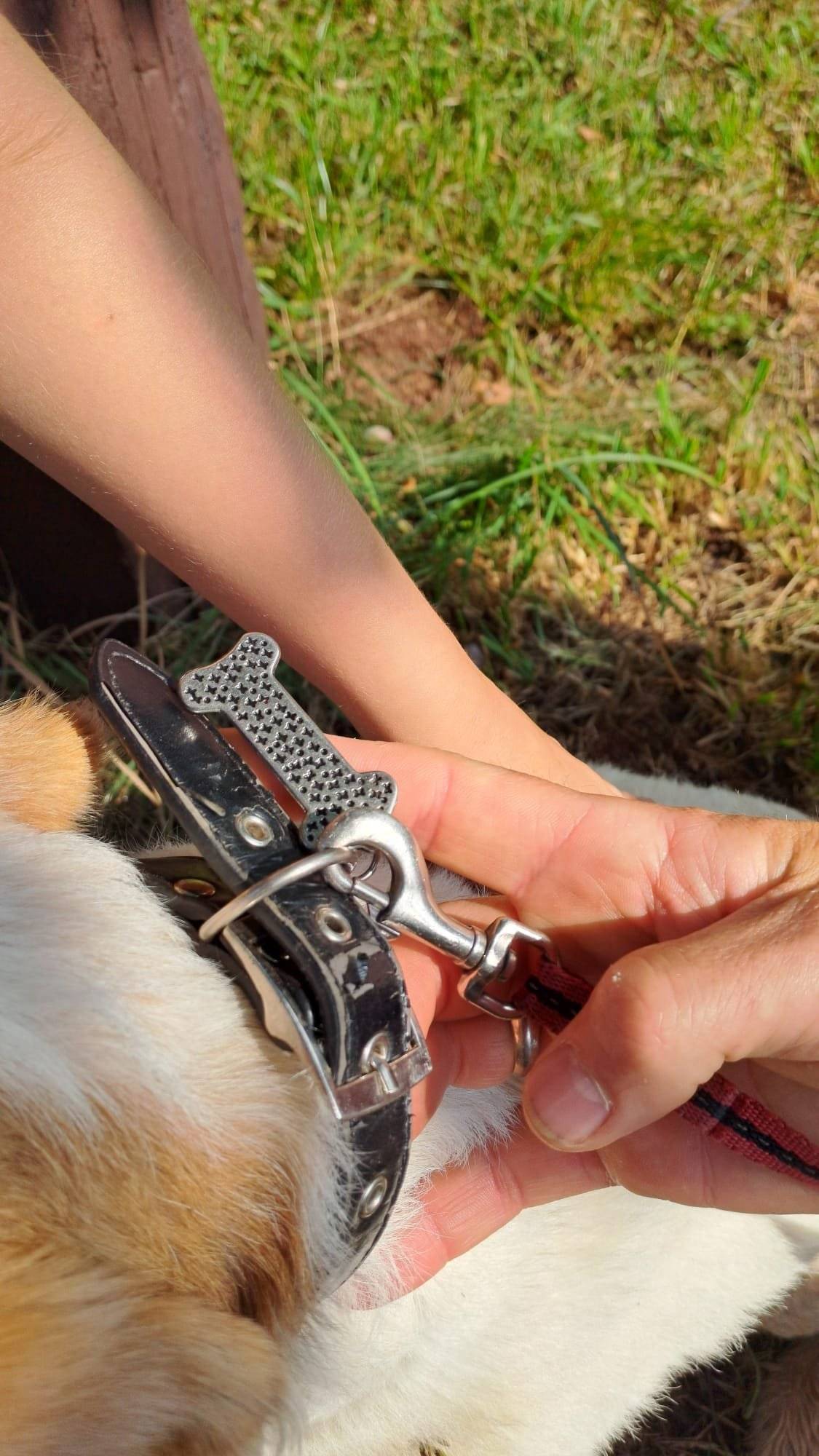 Dobrý den, na Tužíně se dnes našla fenka, je zvyklá na lidi, hodná, poslouchá, pokud by někdo věděl komu patří, je nyní u paní Velekové tel.: +420 777 550 775.