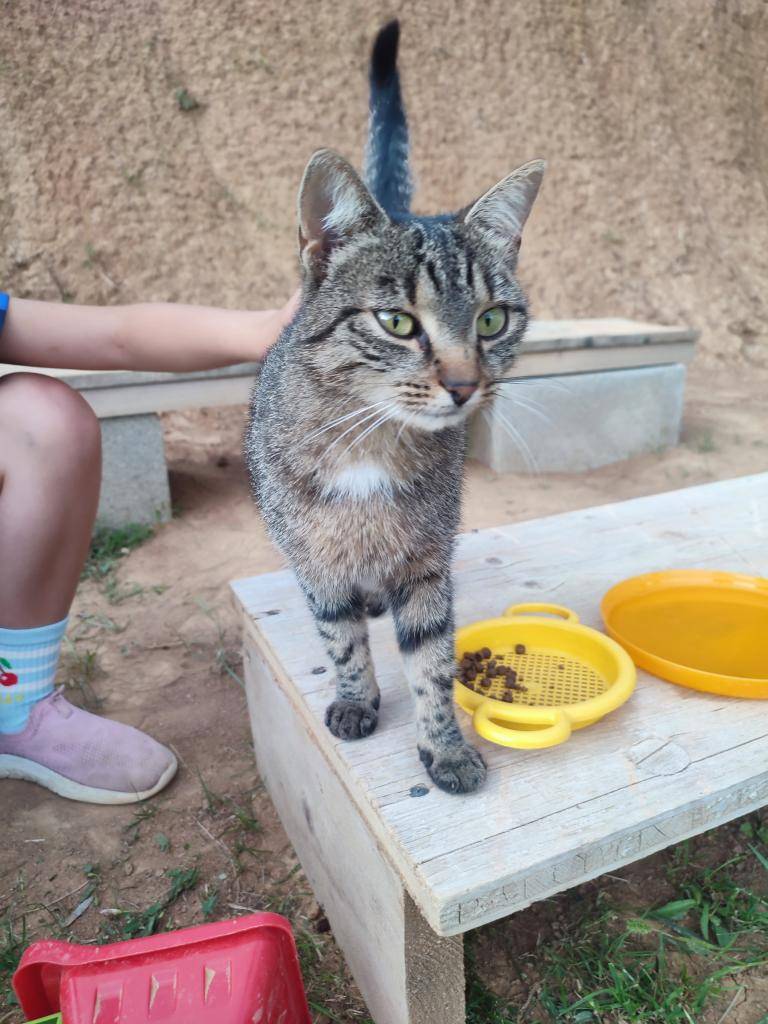 K domu na Ostrej Hôrke sa zatúlala veľmi prítulná a priateľská mačka, zjavne zvyknutá na ľudí, vyhľadáva ich spoločnosť.   Ak ju spoznávate alebo viete, komu patrí, prosíme, ozvite sa do súkromnej správy p. Kataríne Gabrhelovej, alebo telefonicky  na t.č. 0908 082 105.