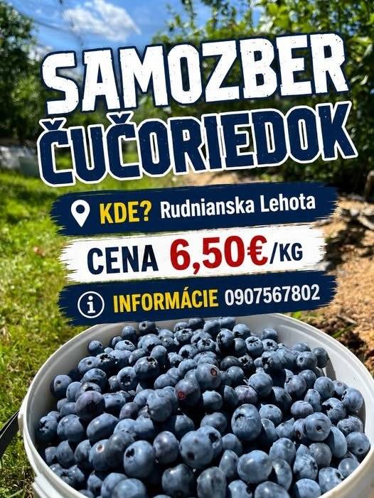 Čučoriedky Pánis vás pozýva na samozber kanadských čučoriedok do Rudnianskej Lehoty. V prípade záujmu je možné zakúpiť si aj už nazbierané čučoriedky. 📞 Bližšie informácie získate na telefónnom čísle 0907 567 802 alebo na facebookovej stránke Čučoriedky Pánis.