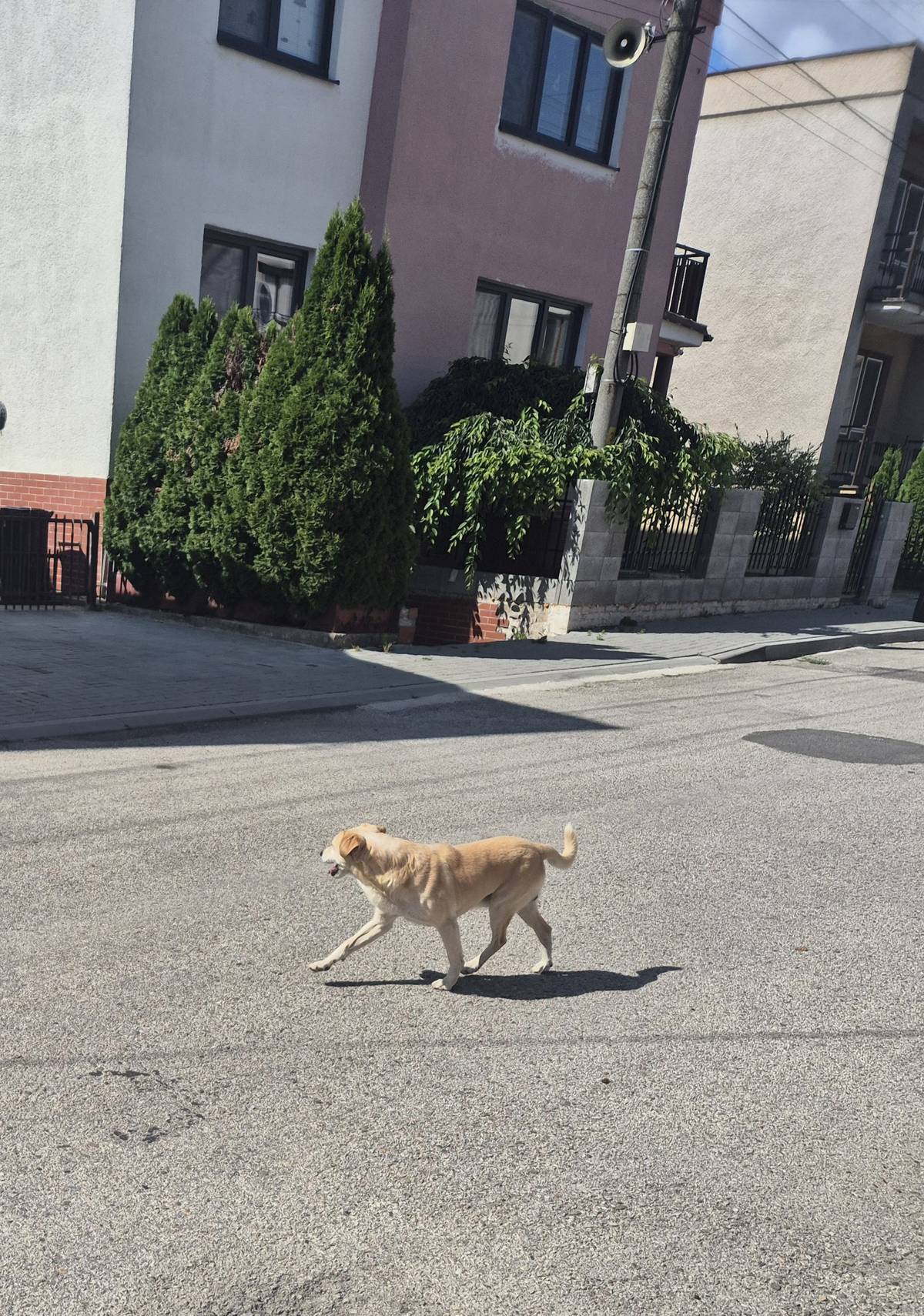 Foto psíka z dnešného dňa. Pohybuje sa v ulici pri obchode na Močároch a v ulici pri potoku. Prosíme majiteľa o zabezpečenie pred útekom.