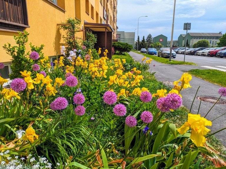 Jižané, kteří využili příspěvek městského obvodu Ostrava-Jih na předzahrádky a zkrášlili si vstup do svého domu, se mohou zapojit do fotosoutěže a ukázat, jak se jim výsadba povedla. Do soutěže se mohou přihlásit ti, kdo již mají výsadbu dokončenou. Stačí nejpozději do 30. září 2026 zaslat fotografie své předzahrádky na e-mail predzahradky@ovajih.cz. Autoři tří nejzdařilejších předzahrádek získají finanční odměnu ve výši pět, čtyři a tři tisíce korun. Při zasílání fotografií je potřeba uvést také své jméno, adresu předzahrádky a telefonický kontakt. O dotaci na předzahrádky ve výši 1 500 korun je možné žádat do 31. října. Podrobné informace zájemci najdou na: ovajih.ostrava.cz/vysadba-kvetin-na-predzahradkach.