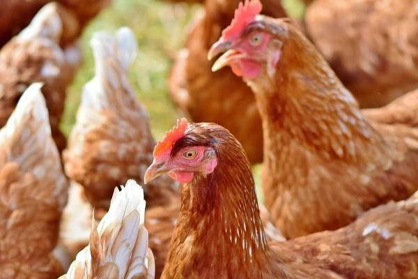 V pátek 24.7.2026 od 9.25 hodin se budou u obecního úřadu prodávat kuřice, stáří 12-20 týdnů, cena 240-280,-Kč za kus.  Další dny prodeje jsou 14.8. a 4.9.2026.