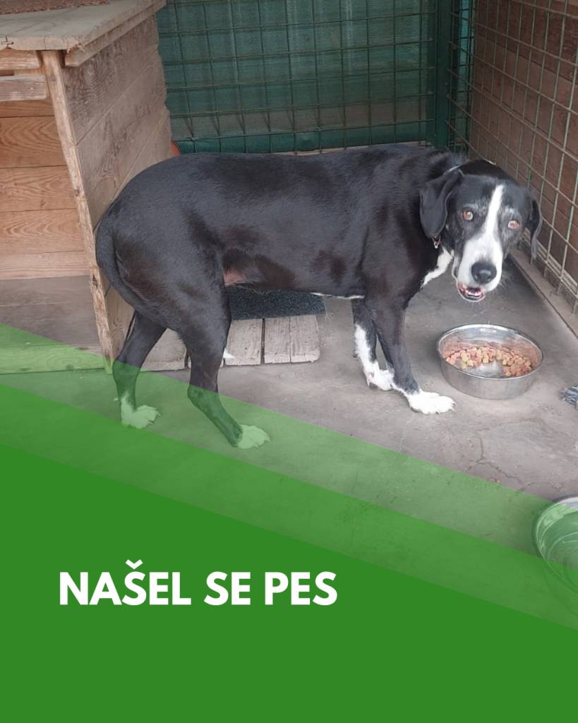 Našli jsme tohoto pejska jménem Tečka.  Znáte majitele? Dejte mu info.