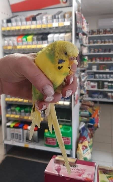 Našla se andulka v Hejnicích. Komu chybí, ať se ozve na telefon  777682274.