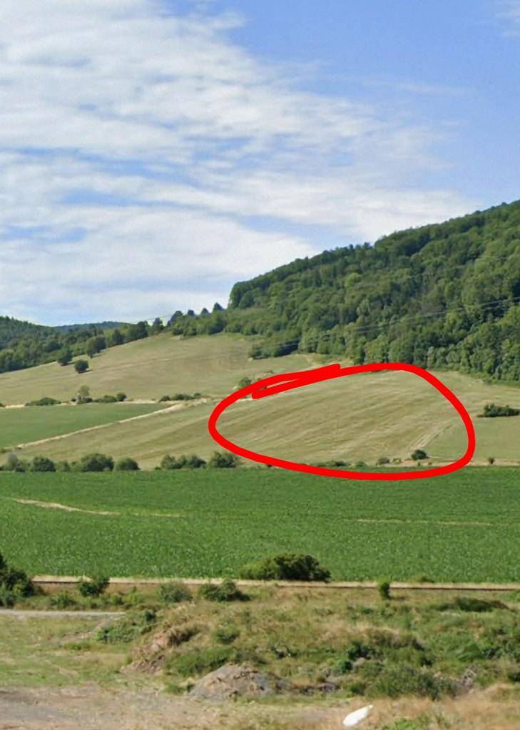 Medvedica s mladými