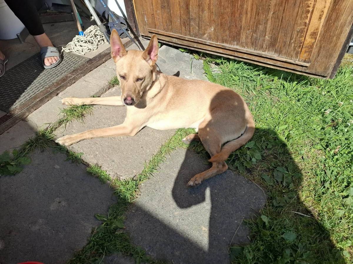 V Dolních Boříkovicích, na horním konci obce, byl nalezen zatoulaný pes zachycený na fotografii. Pes je nyní umístěn v záchytné stanici u ČOV Králíky.   Majitele nebo kohokoliv, kdo psa poznává a mohl by pomoci s jeho identifikací, prosíme o kontaktování telefonního čísla 734 201 431. Děkujeme za pomoc a sdílení této informace.