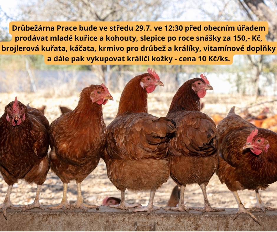 Drůbežárna Prace