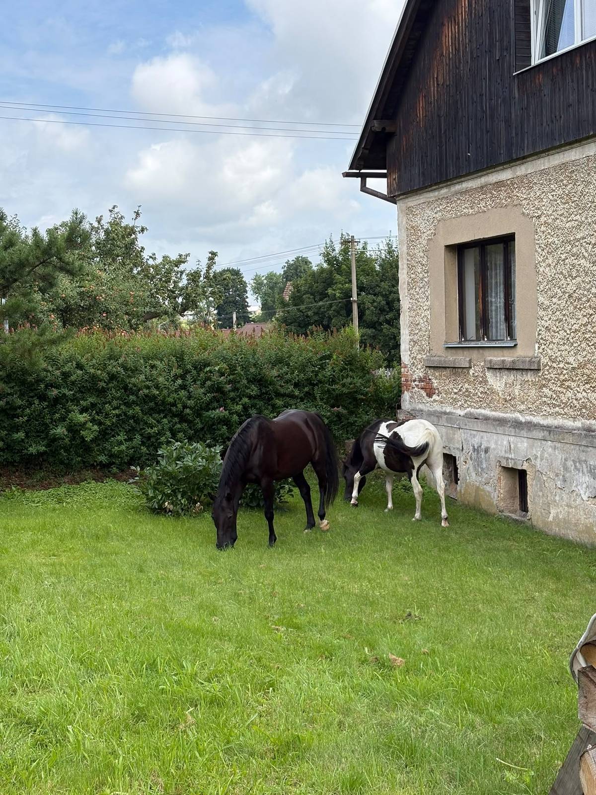 Na křižovatce Liberecké a Frýdlantské ulice se potuijí 2 koně.