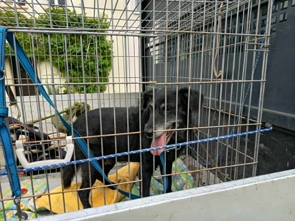 U školy byla nalezena fenka. Majitel může volat na 770 114 771