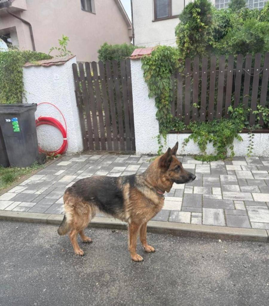 Pokud jste viděli nebo našli pejska na fotografii, jedná se o německého ovčáka jménem Jessi ze Semic. Jessi je bázlivá, ale hodná. V případě nálezu prosíme volejte na tel.: 724 244 297.