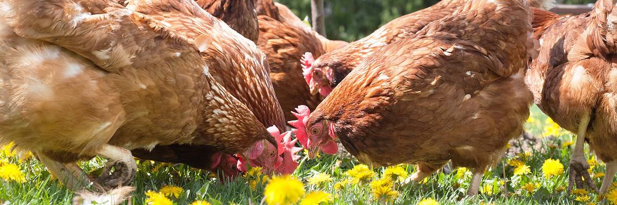 Nikol Drůbež nabízí k prodeji chovné kohouty, kuřice různých barev, husokačeny, kačeny, krmné směsi a vitamíny. Nabídka prodeje se může změnit. Pro více informací volejte na číslo 603 109 880.  Prodej se uskuteční v pátek 31.7.2026  od 9:45 do 10:00 hod. na náměstí v Hustopečích nad Bečvou  od 10:00 do 10:15 hod. u kaple ve Vysoké.