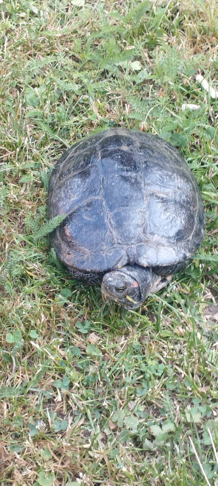 V ulici Pod Ježovem se dnes ráno našla želva (zřejmě bahení). Majitel, ať kontaktuje obecní úřad 606 742 823.