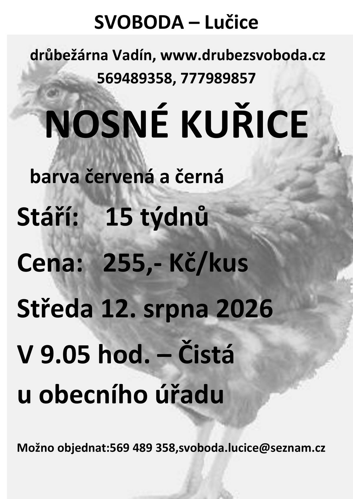 prodej kuřic