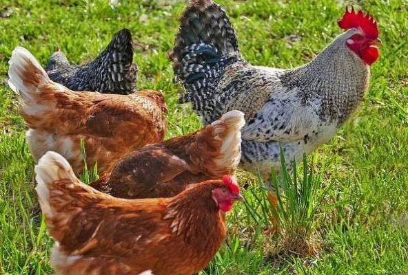 Drůbežárna Prace bude  v pátek 31. 7.  v 9:15 hod. prodávat: mladé kuřice a kohouty, slepice po roce snášky za 150 Kč, brojlerová kuřata a káčata, krmivo pro drůbež a králíky, vitamínové doplňky a dále pak vykupovat králičí kožky – cena 10 Kč/ks.