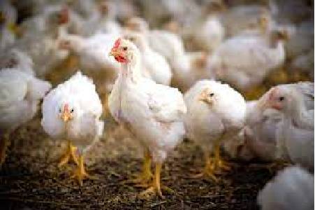 AGROFARMA STAŠKOV spol. s r. o. predáva brojlerové kurčatá na váhu v cene 2,50 € za kg od utorka 04.08.2026 do piatka 07.08.2026 v čase od 7:30 hod do 16 hod, v sobotu 08.08.2026 v čase od 7:30 hod do 12 hod a od pondelka 10.08.2026 do stredy 12.08.2026 v čase od 7:30 hod do 16 hod.