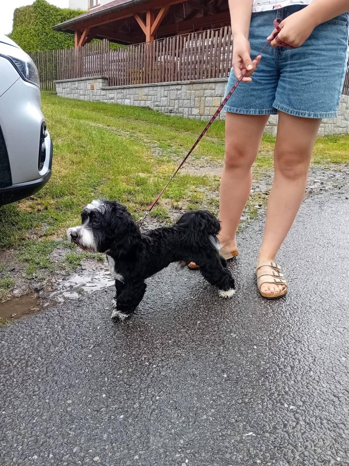 V Želivě se hledá pejsek slyšící na jméno Fredy. Jedná se o plemeno HAVANSKÝ PSÍK. Srst je černé barvy s bílými znaky. Váží cca 6 kg, je přátelské povahy. Pokud jste jej zahlédli, kontaktujte, prosím, majitele na tel. č. 737 938 936. Moc děkujeme za pomoc a sdílení.
