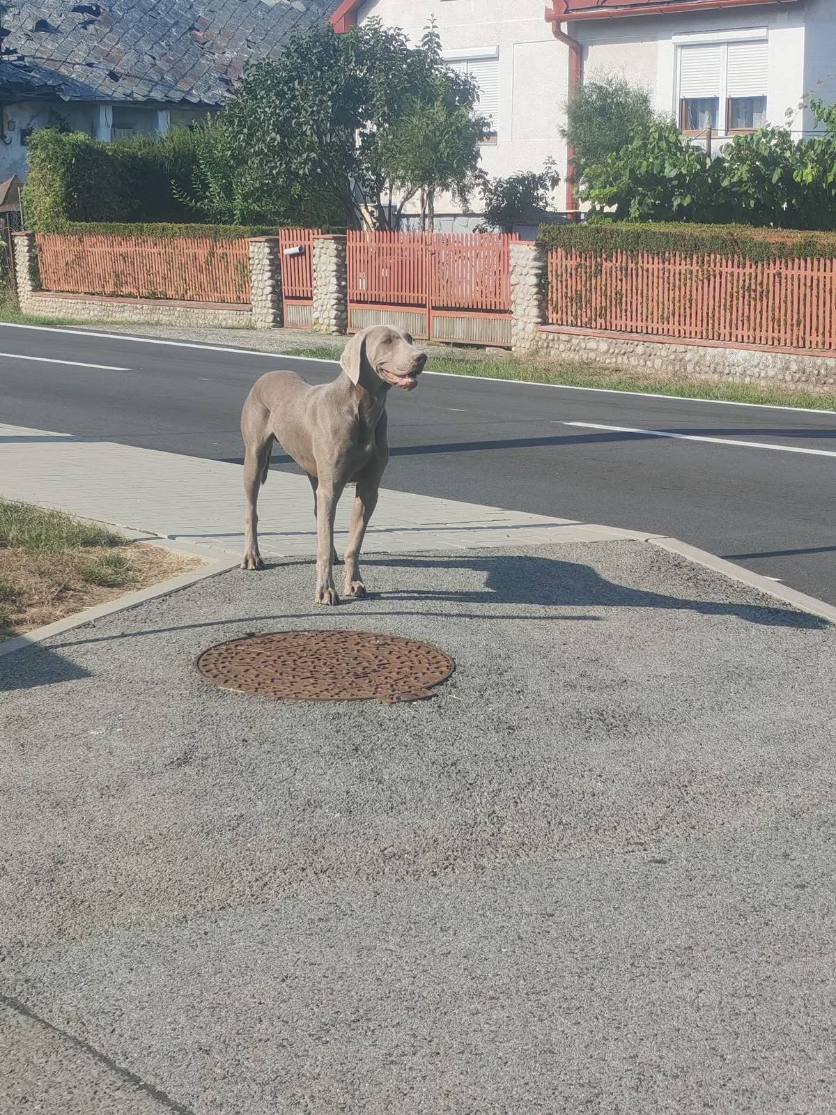 Na ulici Hôrky sa našiel pes hnedej farby viz fotka v prílohe oznamu.  Pes je aktuálne zatvorený vo dvore rodinného domu. Majiteľ nech sa ozve na mobilné číslo 0905 242 766.