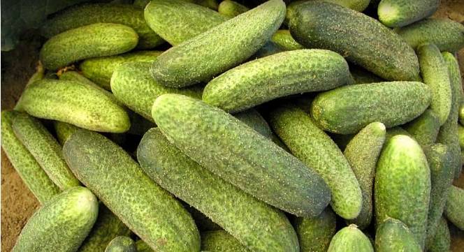 Bohumil Pileček ze Starého Poddvorova oznamuje, že prodává okurky nakladačky i na kvašáky, cena 40Kč/Kg. Bližští informace na tel.: 607 808 980