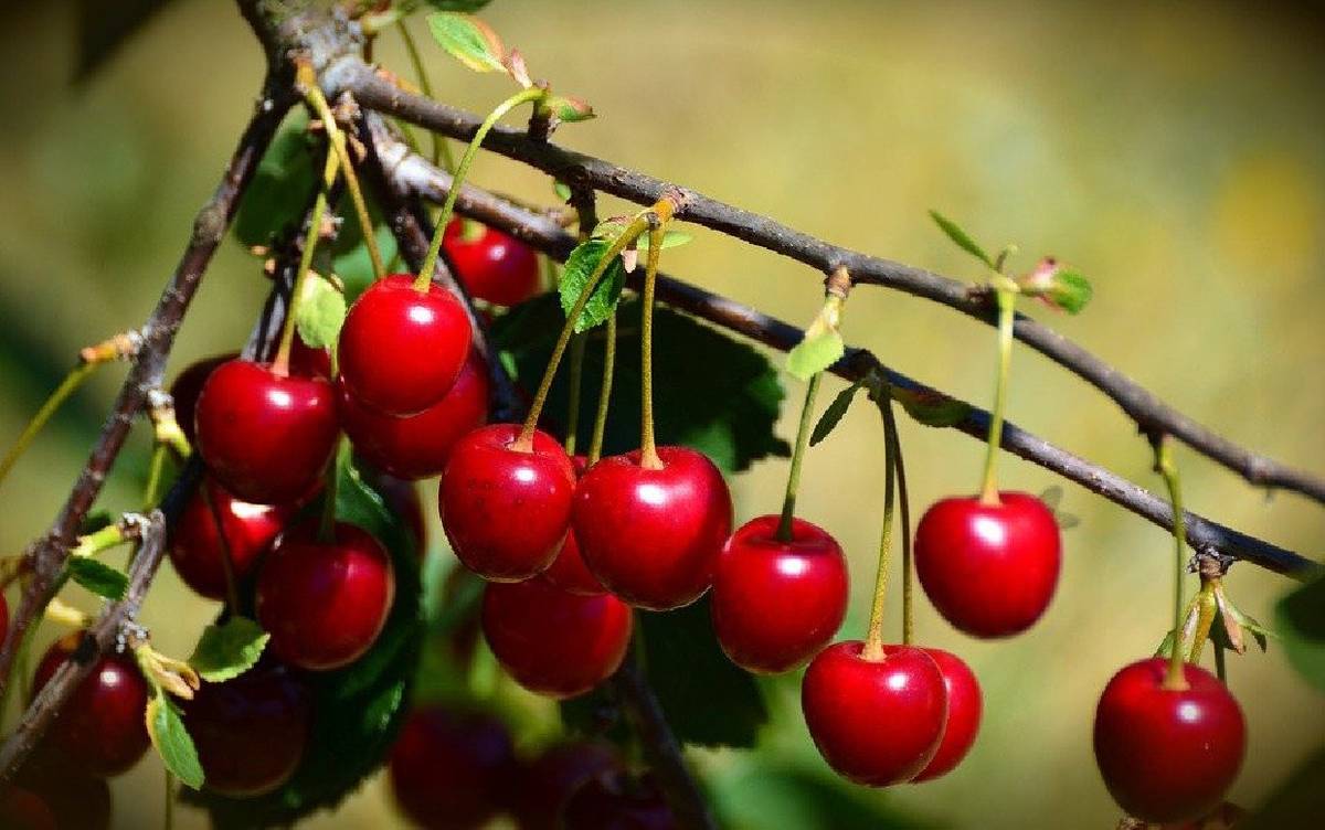 VOS zemědělců Velké Opatovice nabízí k prodeji višně. Cena 15 Kč/kg. Kontakt paní Smékalová - telefonní číslo 777 724 969.