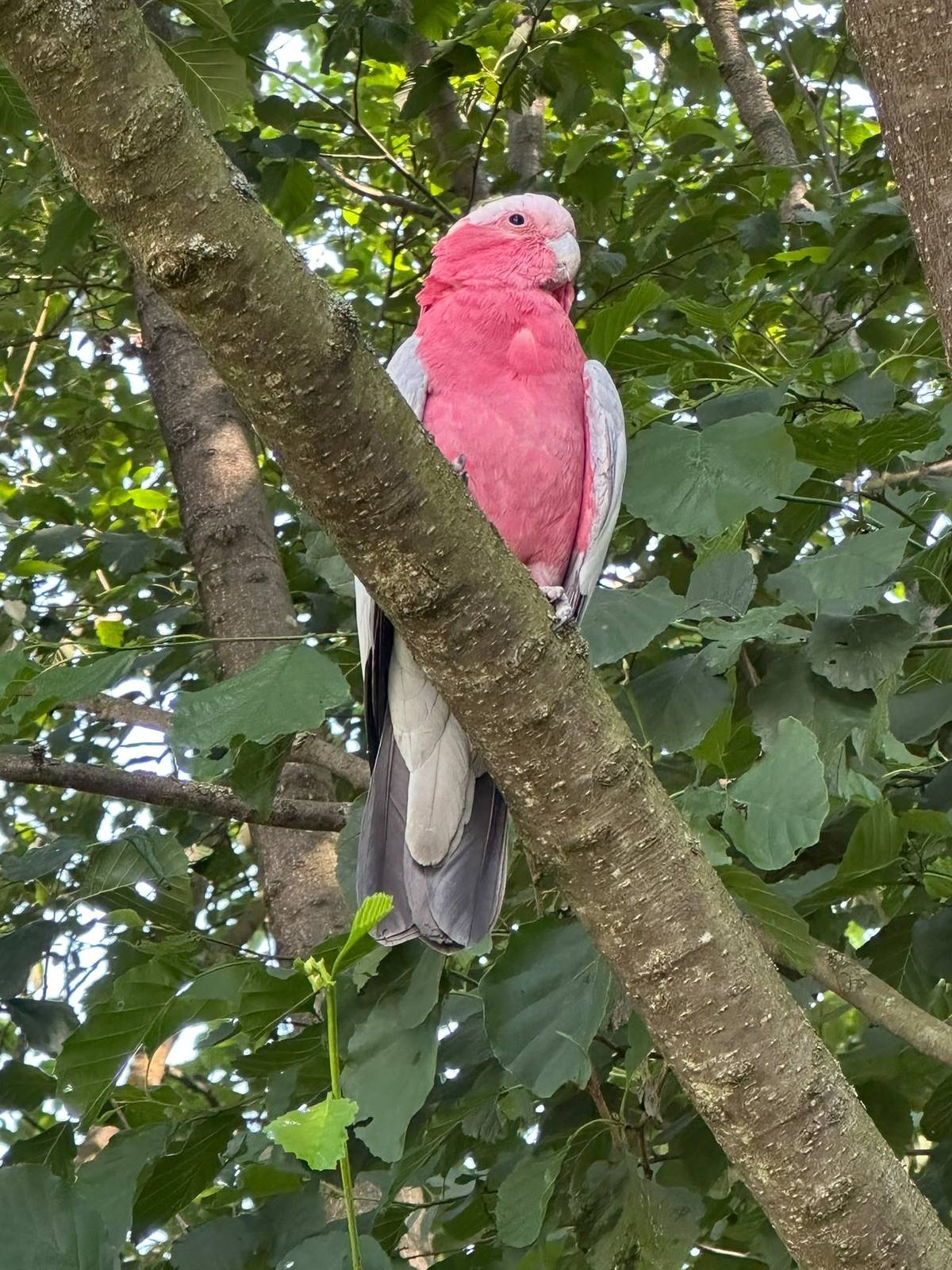 U rybníka Franta, na olši u potoka, byl spatřen papoušek, viz. foto. Nechybí někomu?