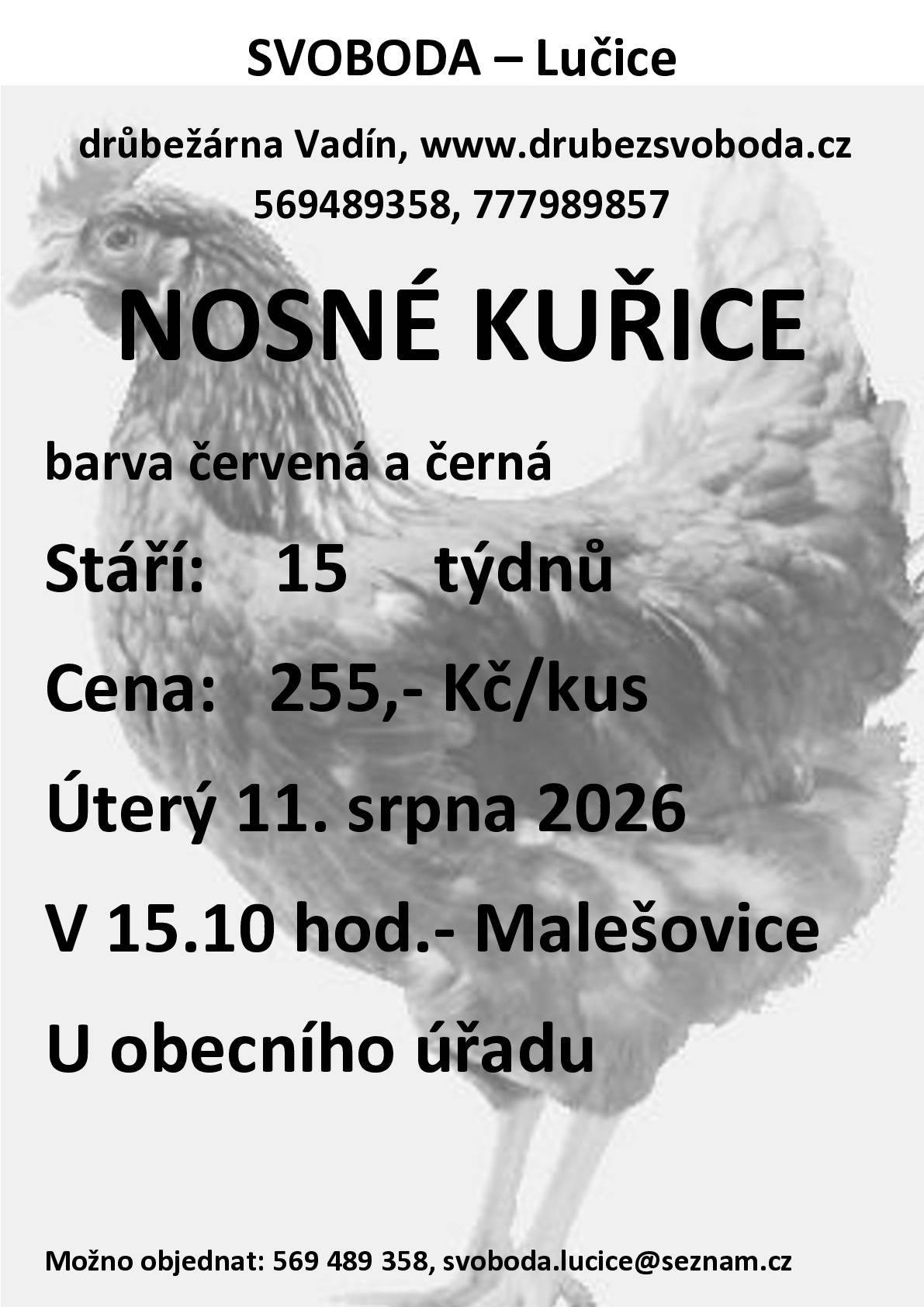 Firma Svoboda Lučice bude prodávat v úterý 11. srpna 2026 v 15:10 hodin u OÚ nosné kuřice