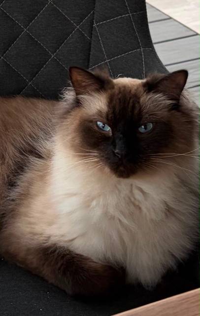 V noci na 29.7. se v ul. 9.května (na Toskánce) ztratil 3letý kocour plemene Ragdoll jménem Kai. Je nebojácný, kastrovaný. Krom pozemku majitelů se občas objevil i u sousedů a na poli. V případě jakýchkoliv informací kontakt na majitele: 731182543 a 603966277. Děkujeme.