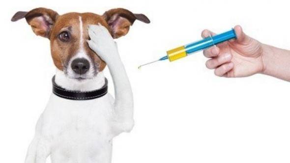 Veterinárny lekár MVDr. Jančovič oznamuje občanom, že vo štvrtok 30. júla 2026 v čase od 17:45 - 18:30 hod. sa na námestí uskutoční povinné očkovanie psov proti besnote.  Poplatok: 10 € jednoduchá vakcína, 20 € združená vakcína  Majitelia zvierat sú povinní priniesť so sebou očkovací preukaz.