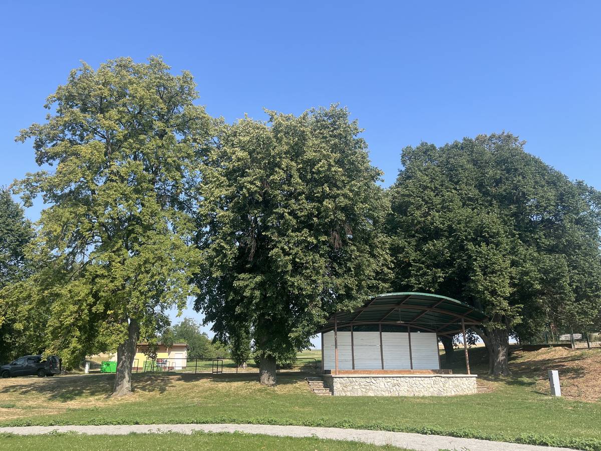 S ohledem na stávající stav musíme bohužel přistoupit k razantním úpravám stávajících tří vzrostlých líp na hřišti vedle podia. Dendrologický průzkum provedený v rámci posouzení stavu těchto stromů prokázal masivní infekci dřevokaznými houbami všech tří líp, která výrazně snižuje jejich stabilitu a šanci bezpečného dožití stromů (zpracovaný posudek naleznete ke stažení v příloze).  Nejhorší stav byl zjištěn u nejvyšší lípy (2. strom vlevo od pódia při pohledu ze hřiště), která bude muset být pokácena; u dvou líp vedle podia bude muset být provedena razantní redukce koruny v rozsahu cca 50%. Tento zásah výrazně sníží náporové zatížení zbývajících korun i riziko vývratu či zlomu a umožní tak zachovat alespoň část historické zelené kulisy pro další léta. Všichni jsme na tyto vzrostlé stromy léta zvyklí, protože dotváří celé prostředí a chápeme, že kácení nebo razantní ořez korun může vyvolat negativní reakce. Je však nutné si uvědomit, že v místě s vysokou koncentrací lidí během společenských akcí musí mít prioritu provozní bezpečnost a ochrana zdraví. Na podzim plánujeme výsadbu 12 nových dubů a líp, které tyto zásahy pomohou kompenzovat. Děkujeme za pochopení!