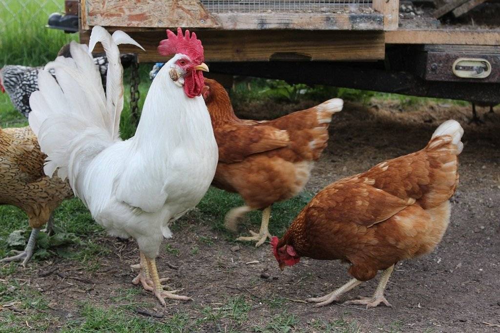 Soukromá firma ROKUP bude v pátek 7. srpna v 15 hodin na náměstí prodávat: ·       nosné kuřice ·       krmiva s vitamíny pro slepice i králíky 25kg za 350,-Kč ·       vitamínové doplňky pro slepice ·       budou vykupovat králičí kůže za 15,-Kč/ks