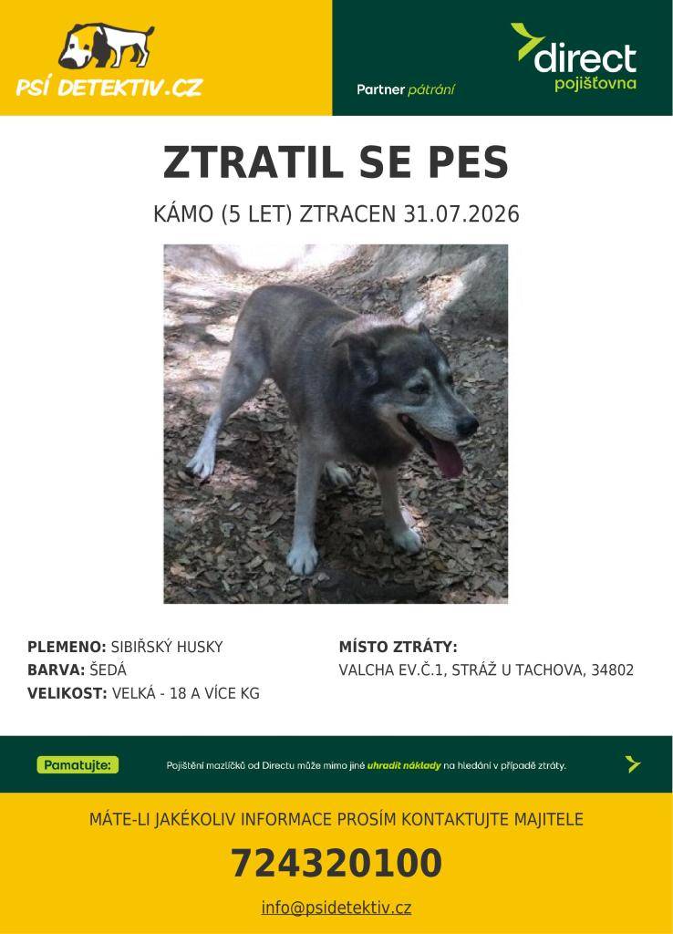 V obci Valcha u Stráže se ztratil pes plemene sibiřský husky. Kámo, který má 5 let, byl naposledy viděn 31. července 2026.