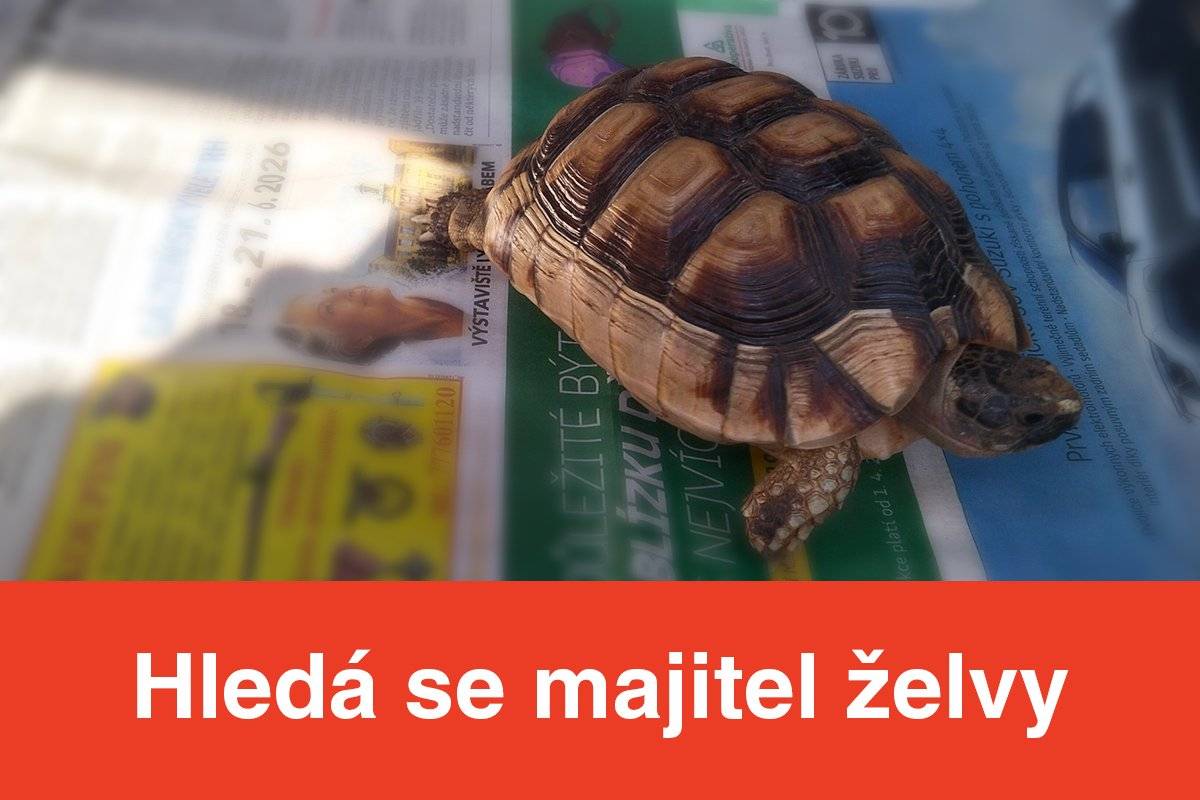 V ulici Na Strži byla nalezena želva ostruhatá. Pro více informací se obraťte na Městskou Policii: 491 465 628