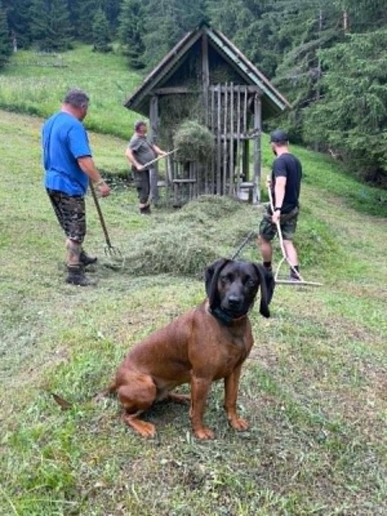 Poľovníci pripravili kvalitné zásoby sena pre zimné prikrmovanie zveri