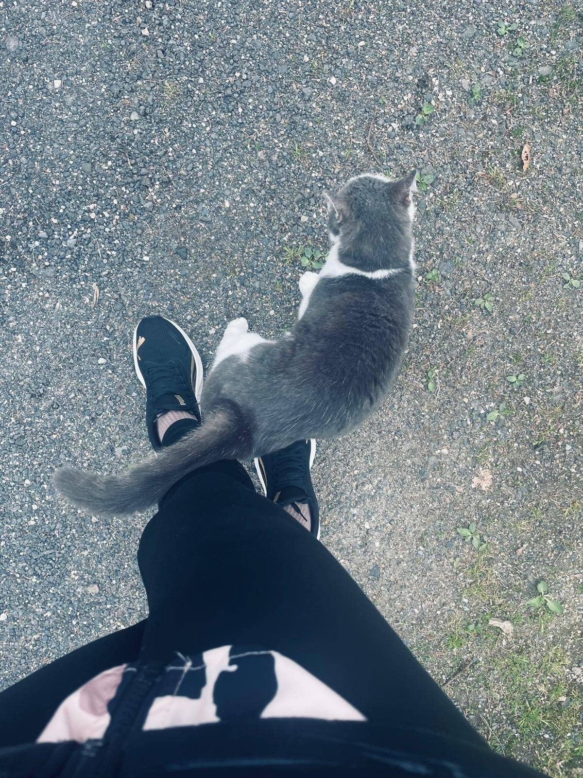 V Bedřichově se ztratil kocour slyšící na jméno Mimin. Je bílo-šedý (velké šedé fleky), mhouří pravé oko a pohyboval se v blízkosti obecního úřadu a La Pasty. Informace na tel.: 724 246 024 OÚ Bedřichov