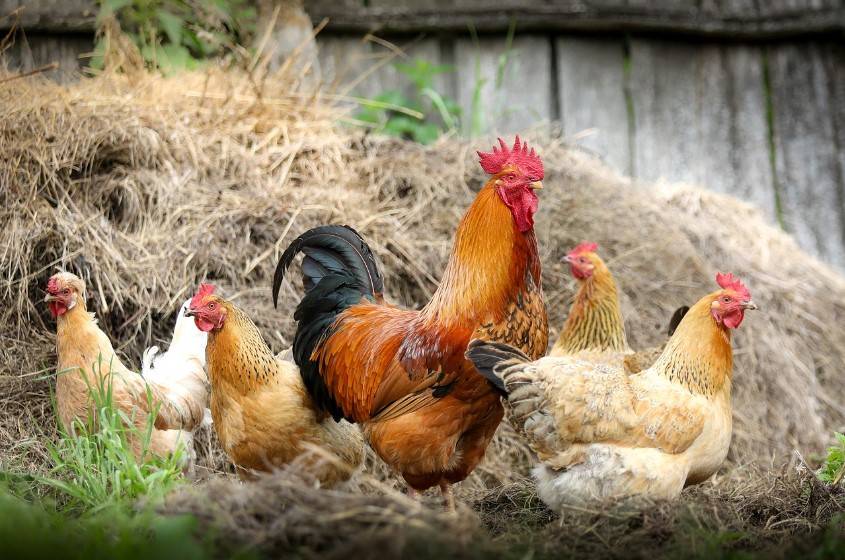 Firma Vojtíšek bude tuto sobotu 8.8. od 13:30 hod.  u potravin COOP vykupovat kůže a prodávat krmné směsi pro hospodářská i domácí zvířata a kuřice před snáškou.