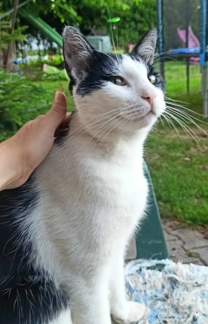 Neviděl někdo našeho kocourka?Je kastrovaný,chodí okolí Zabrány,ale už třetí den nepřišel domů a máme o něj strach. Děkuji za jakékoliv informace. Marie Krůtová