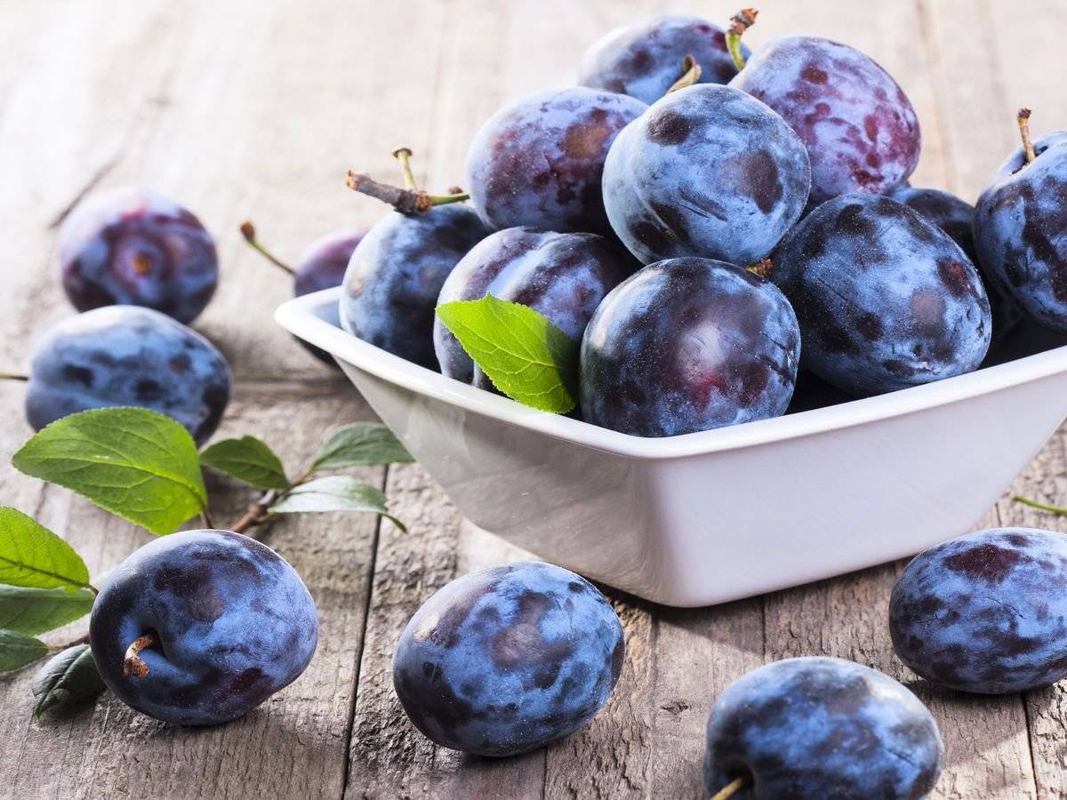 VOS zemědělců Velké Opatovice, přijímá objednávky na setřásané švestky. Cena je 14 Kč/kg. Kontakt paní Smékalová telefon 777 724 969.