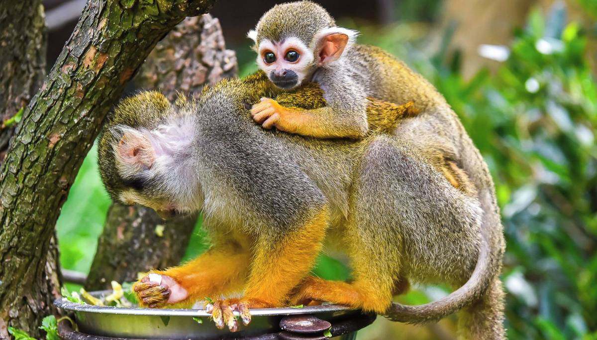 Zlín - V expozici kotulů veverovitých ve zlínské zoo je teď pořádně živo. Početná tlupa 25 drobných jihoamerických primátů se rozrostla hned o 2 mláďata. I když tyto opičky patří mezi časté obyvatele zoo, jejich odchov není jednoduchý. Obě dvě měsíční mláďata skvěle prospívají a plně potvrzují, že se zdejší skupině skutečně daří.