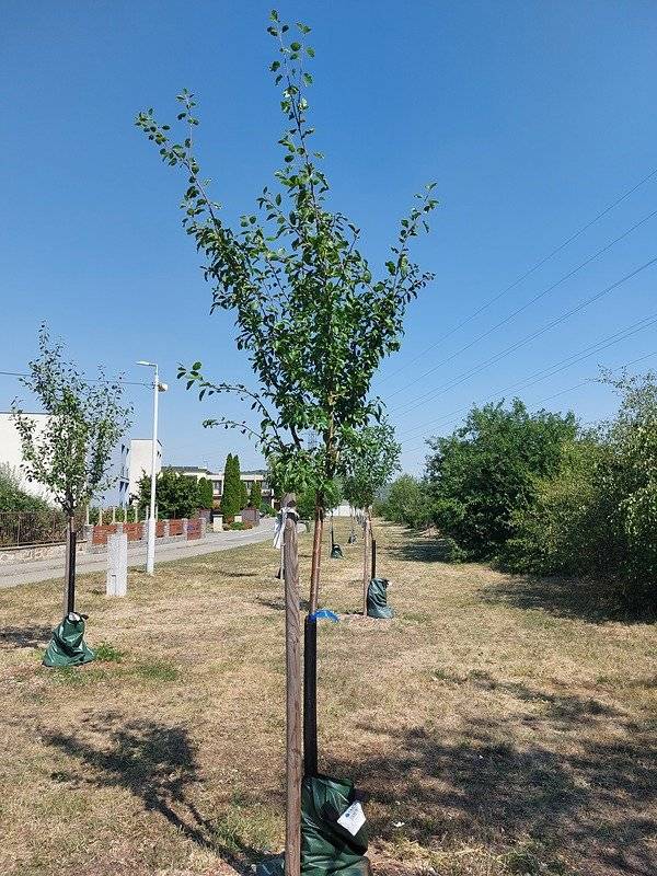 🌡️ Je horko. Množí se nám podněty, že schnou mladé stromy v obci. Děkujeme za vaši všímavost. Chceme ujistit, že všechny minimálně jednou týdně obecní četa zalévá.   🌳 A pokud máte v blízkosti svého bydliště strom či keř, můžete zalévat také 😊. Je lepší zalít méně krát, ale velkým množstvím vody. V těchto vedrech např. 1x týdně, minimálně 50l vody. Děkujeme!   O tom, jak skvěle se stromům v obci daří si můžete přečíst zde: https://sazimestromy.cz/sazeni/1335   Foto: Zdenka Ambrožová - Sázíme stromy