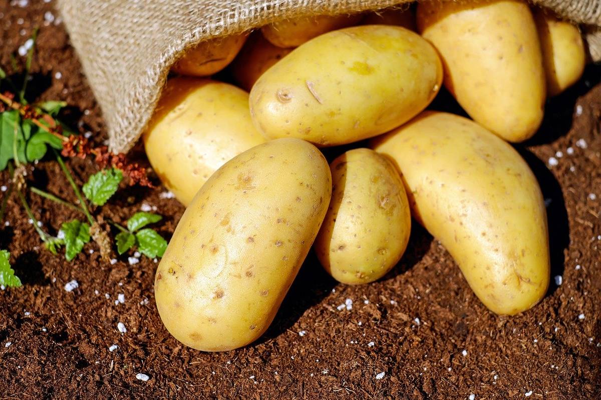 Místní pěstitel bude ve čtvrtek 13.08.2026 od 9:00 hodin na návsi v Nížkově prodávat rané brambory - baleno po 10 kg.   Cena 15 Kč za jeden kilogram.   V nabídce budou také krmné brambory - baleno po 25 kg. Cena 100 Kč za balení.