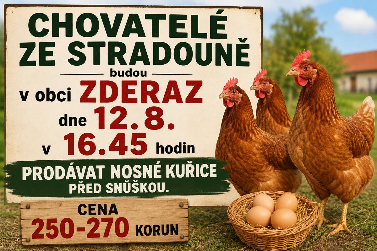 Chovatelé ze Stradouně budou zítra 12.8.v 16.45 prodávat před obecním úřadem nosné kuřice.