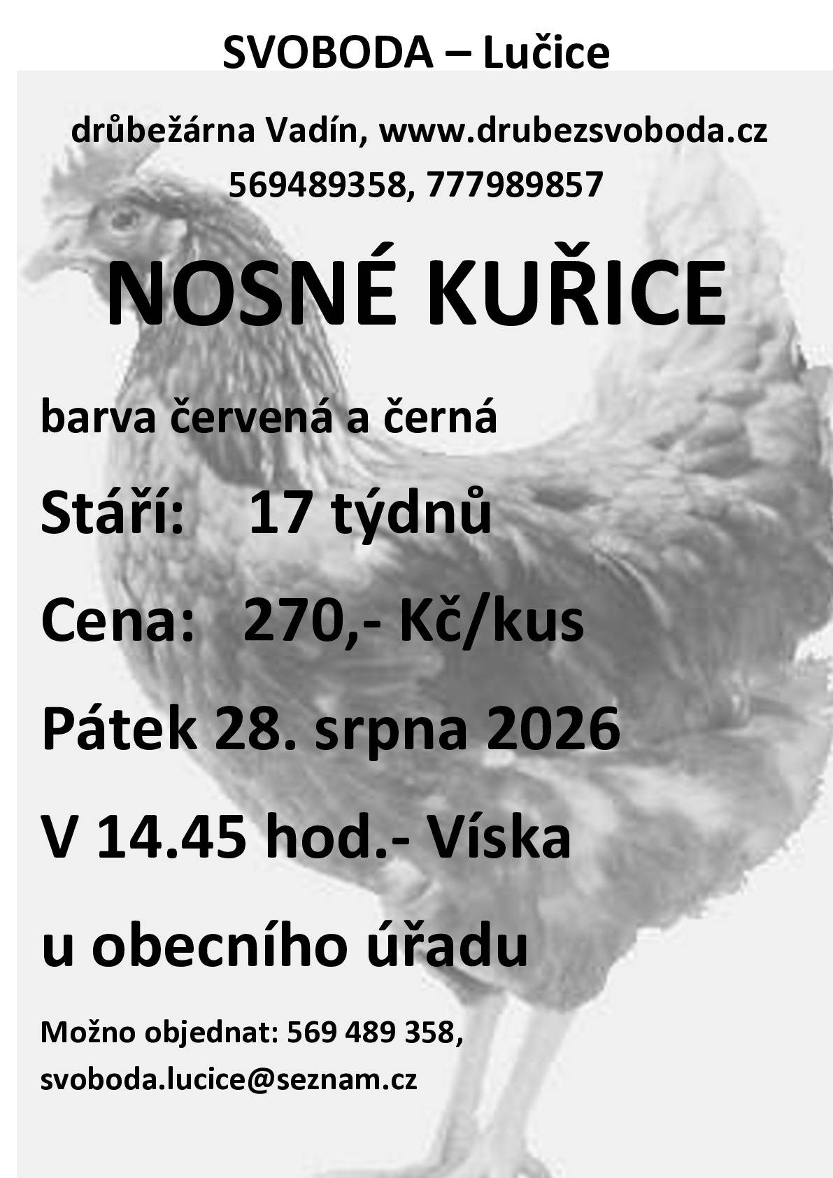 Prodej kuřic