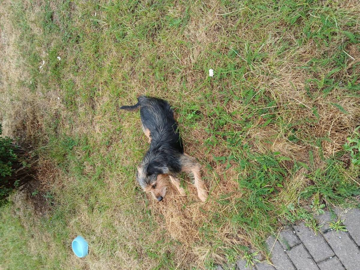Žádáme majitele tohoto psa, aby si ho vyzvedl na Sídlišti T. G. Masaryka u domu čp. 703. Pes je zde již několik dní a obtěžuje obyvatele domu. Děkujeme. Tel: 603 201 180, 384 383 031.