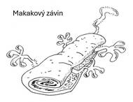 Zoolegrace: Makakový závin