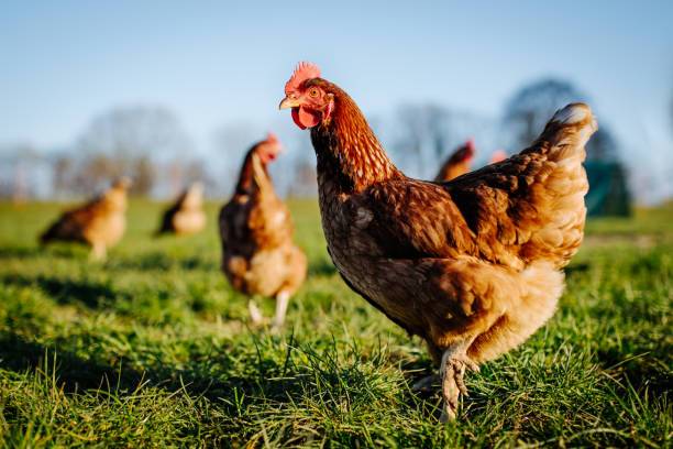 k prodeji kuřice různých barev, chovné kohouty, krůty, brojlerová kuřata, krmné směsi a vitamíny. Prodej se uskuteční ve středu 19.8.2026 od 12:00 - 12:15 Jasenice u prodejny Jaseničanka a 12:15 - 12:30 v Lešné u KD. Prodej je možný i ve Studénce po tel. domluvě na čísle 720 355 216