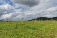 V okolí obce vysázeli tisíce stromů a keřů a zcela změnili ráz okolní krajiny. Foto: poskytnuto Svazem místních samospráv ČR
