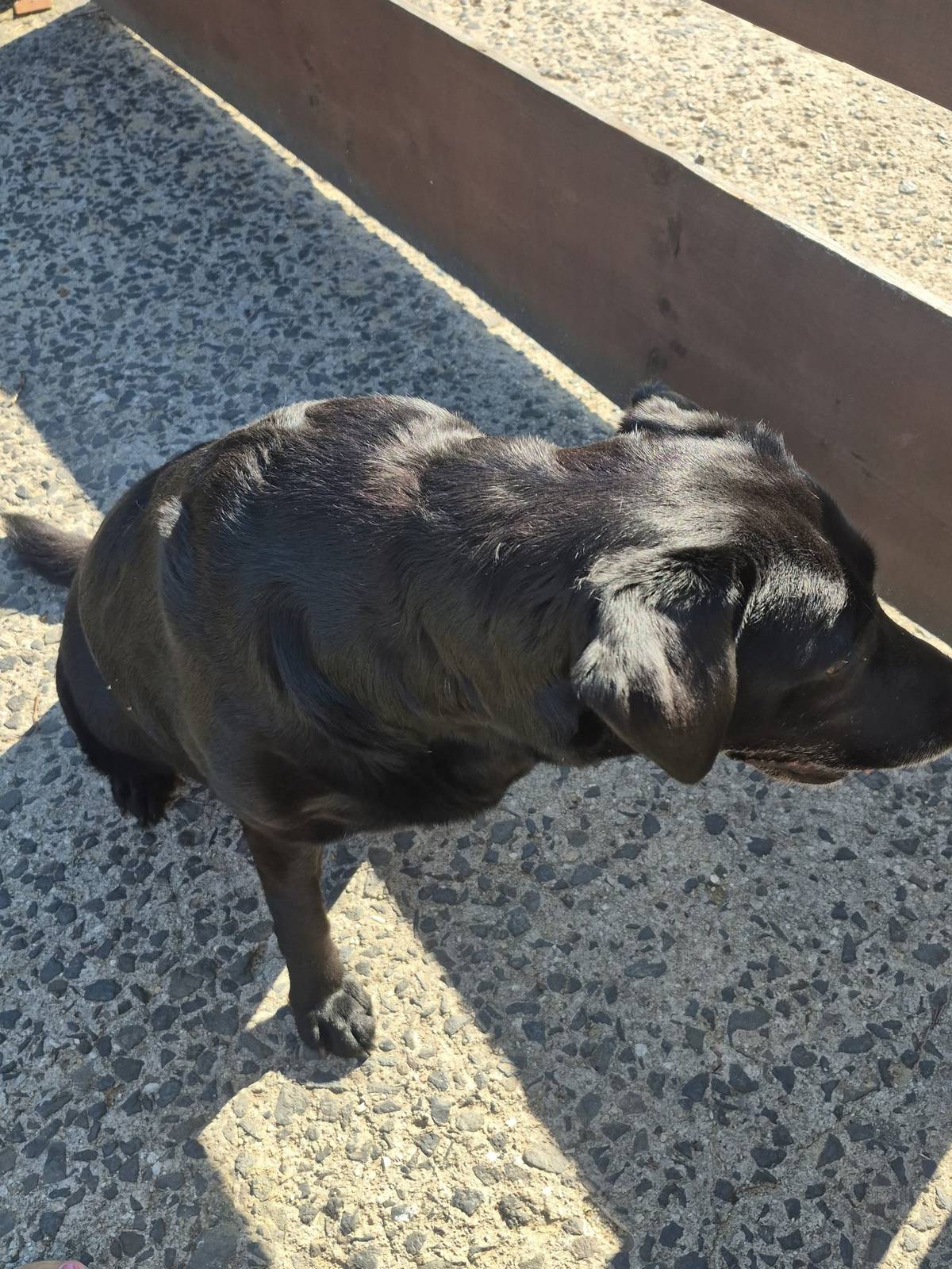 Vážení občané, dnes byla v naší obci nalezena starší fenka křížence labradora černé barvy. Prosíme majitele, aby se ozval na telefon 775 618 426.