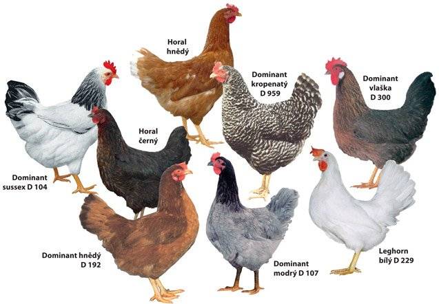 Soukromá firma ROKUP bude v pátek 28. srpna v 15 hodin na náměstí prodávat: ·       nosné kuřice ·       krmiva s vitamíny pro slepice i králíky 25kg za 350,-Kč ·       vitamínové doplňky pro slepice ·       budou vykupovat králičí kůže za 15,-Kč/ks