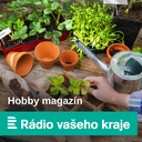 Levanduli je třeba na konci sezóny sestříhat. Ale ne příliš, aby přežila mrazy