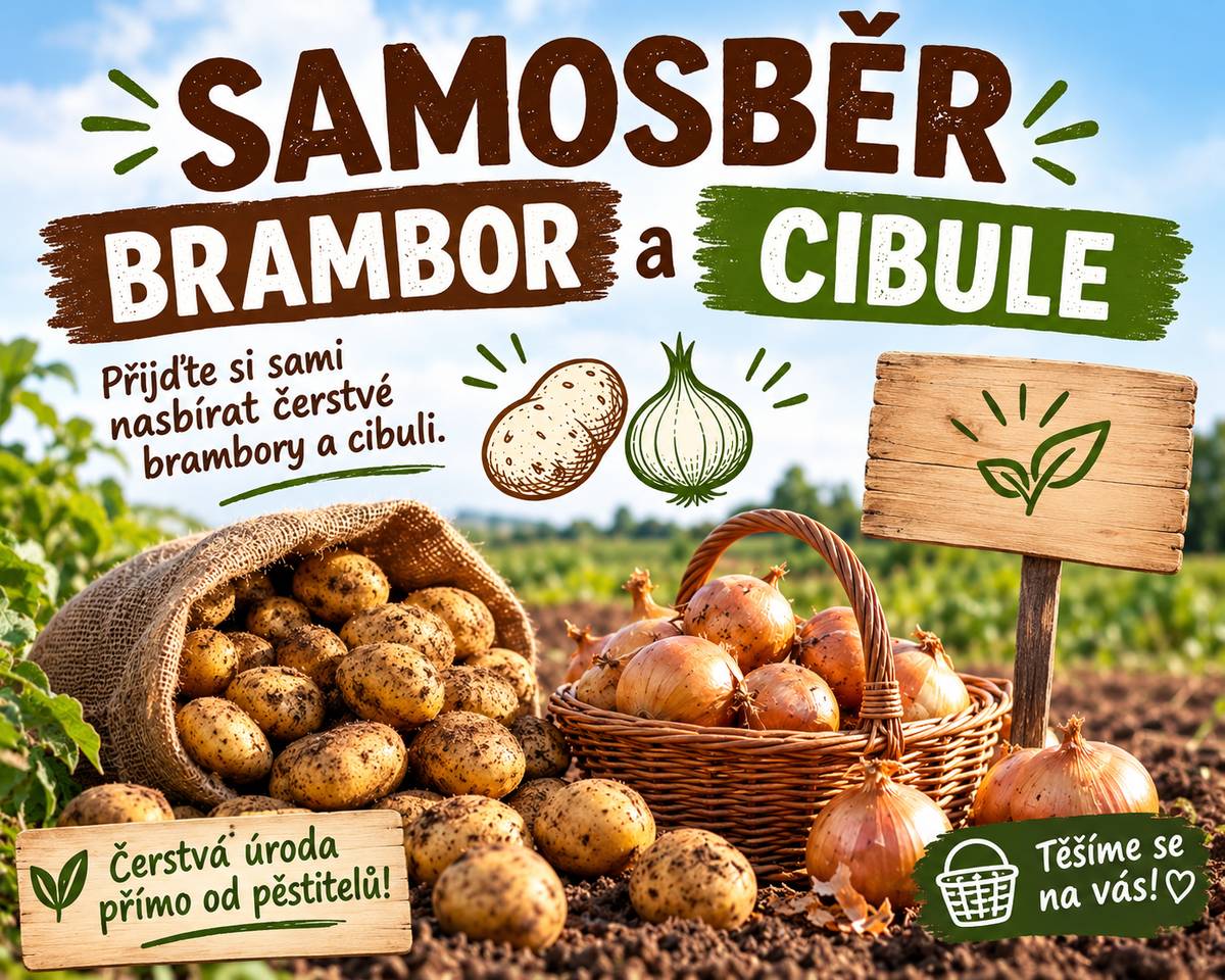 Smetanův statek zve od úterý 1. září na samosběr brambor a cibule. Brambory za 8 Kč/kg, cibule za 11 Kč/kg. Úterý 1. 9. od 8:30 do 11:00, středa od 8:30 do 11:00 a od 17:00 do 19:00, pátek a sobota od 8:30 do 11:00. Samosběr bude v Hradci Králové ve Svobodných Dvorech, na stejném poli, kde byl letos samosběr česneku. Více informací, mapa a přesná poloha na www.smetanuvstatek.cz nebo na telefonu 777 74 14 74.